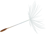 Decorative flower graphic